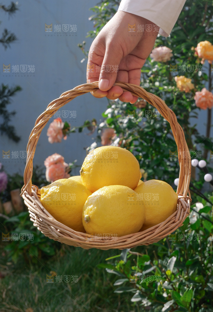 柠檬树