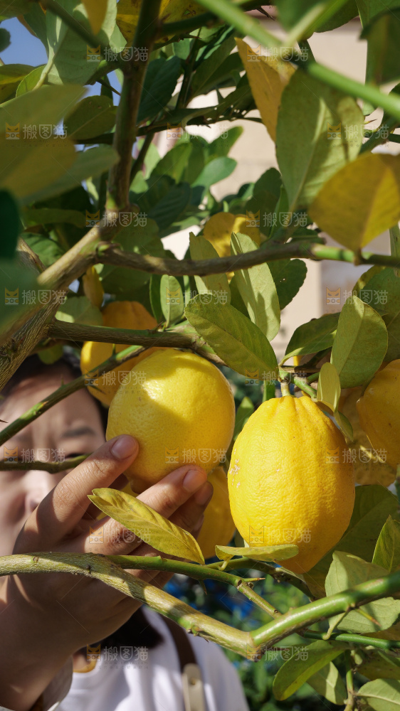 柠檬树