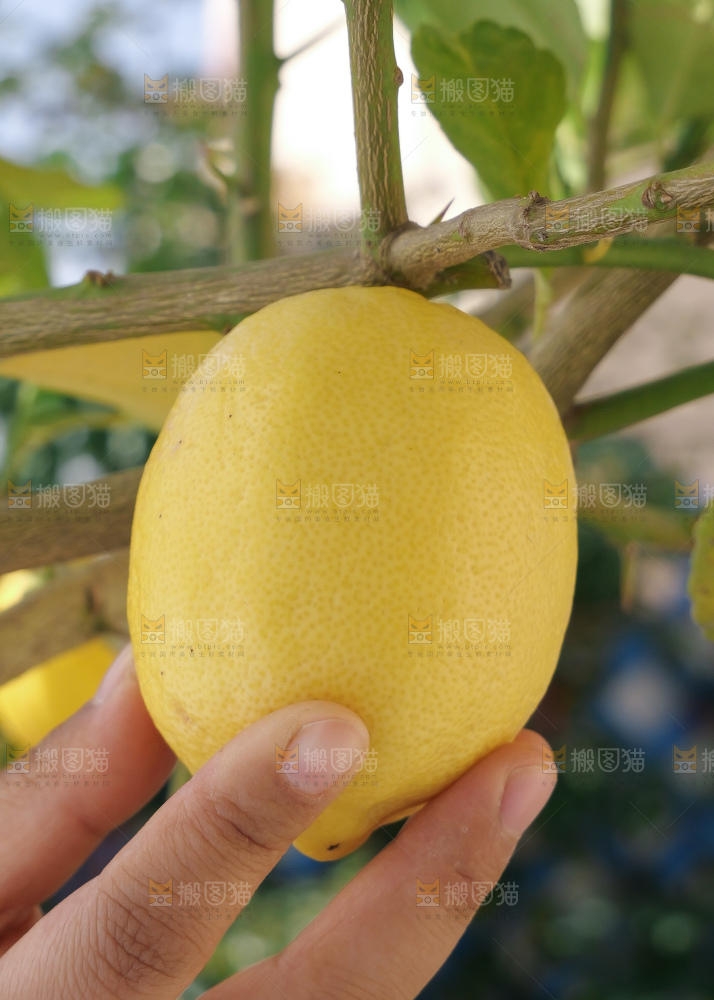 柠檬树