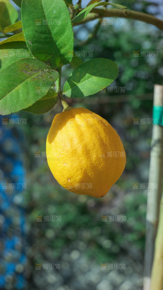 柠檬树