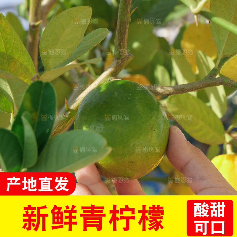 青柠檬