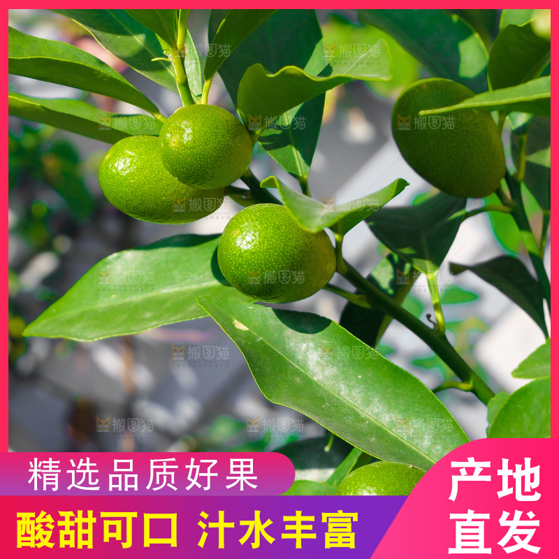 青柠檬