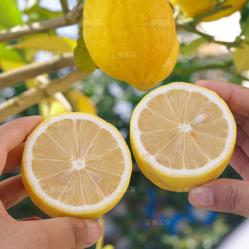 柠檬树