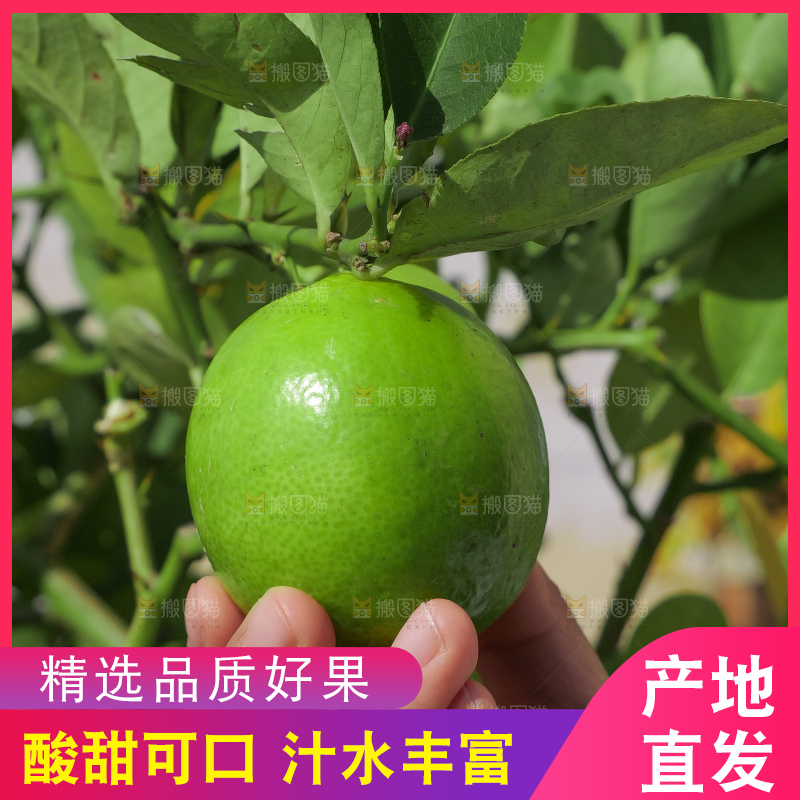 青柠檬