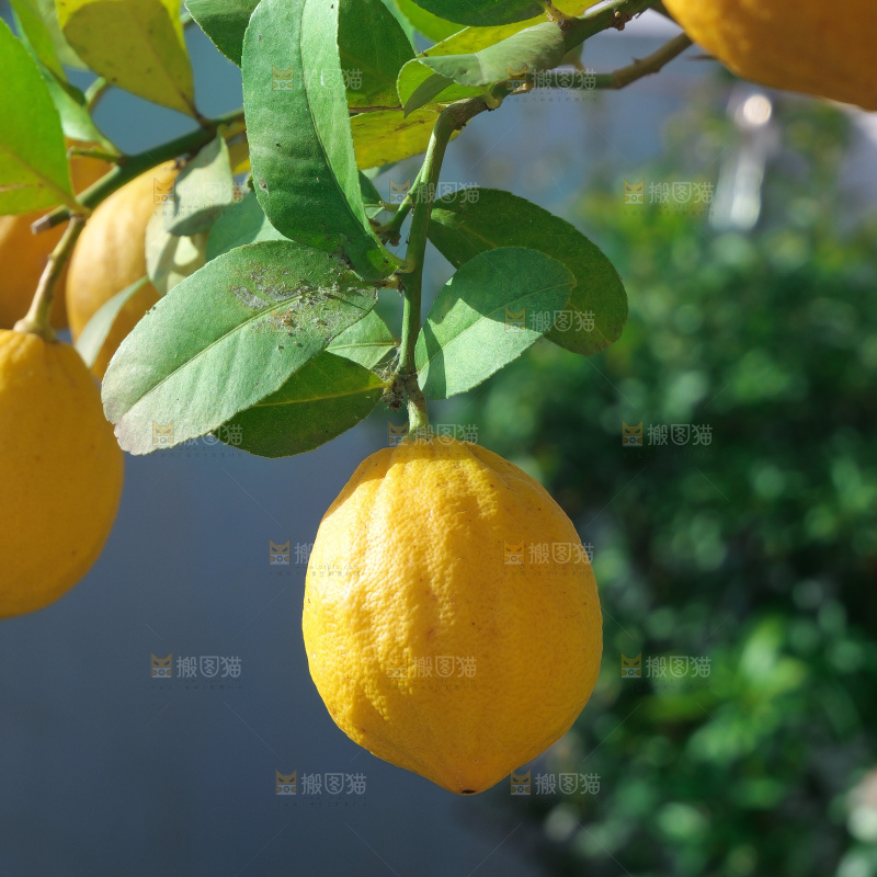 柠檬树