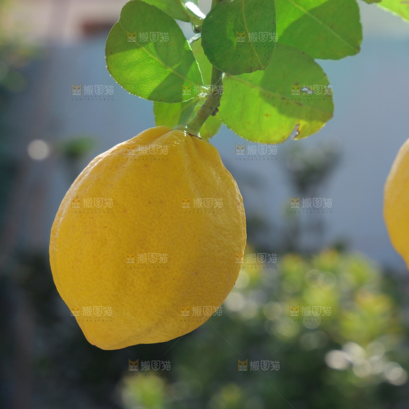 柠檬树