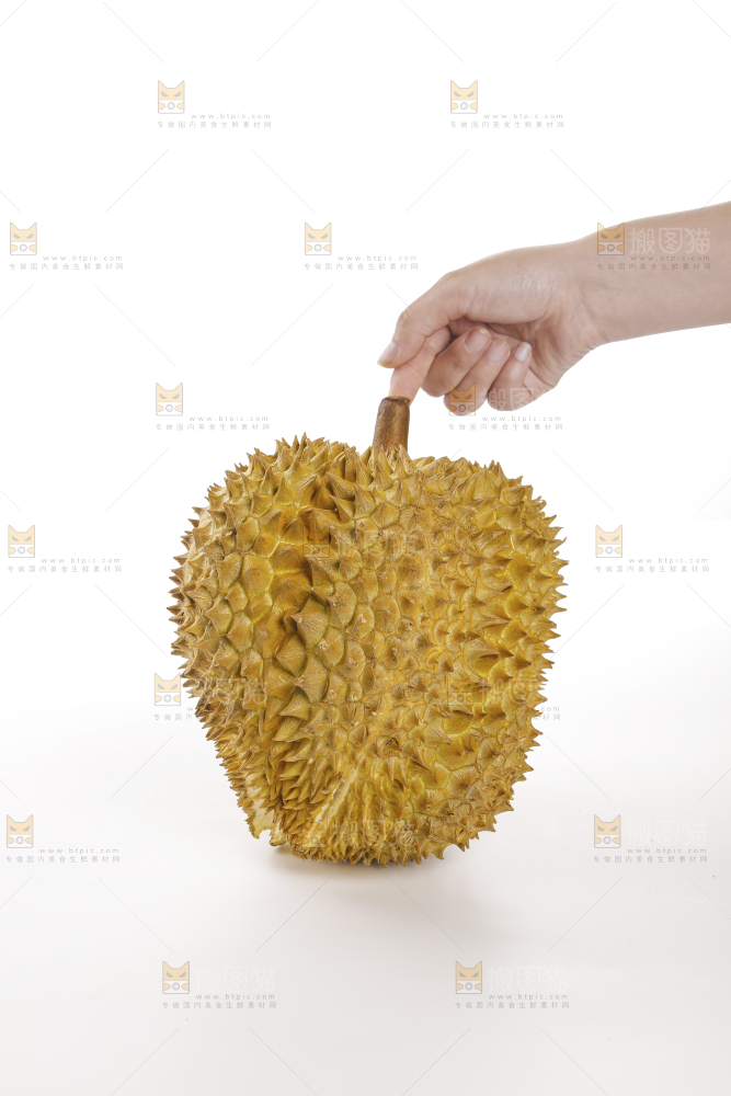 金枕榴莲