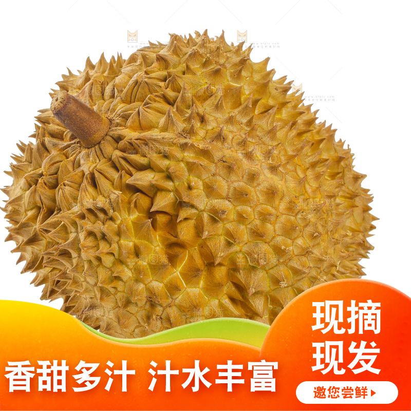 金枕榴莲