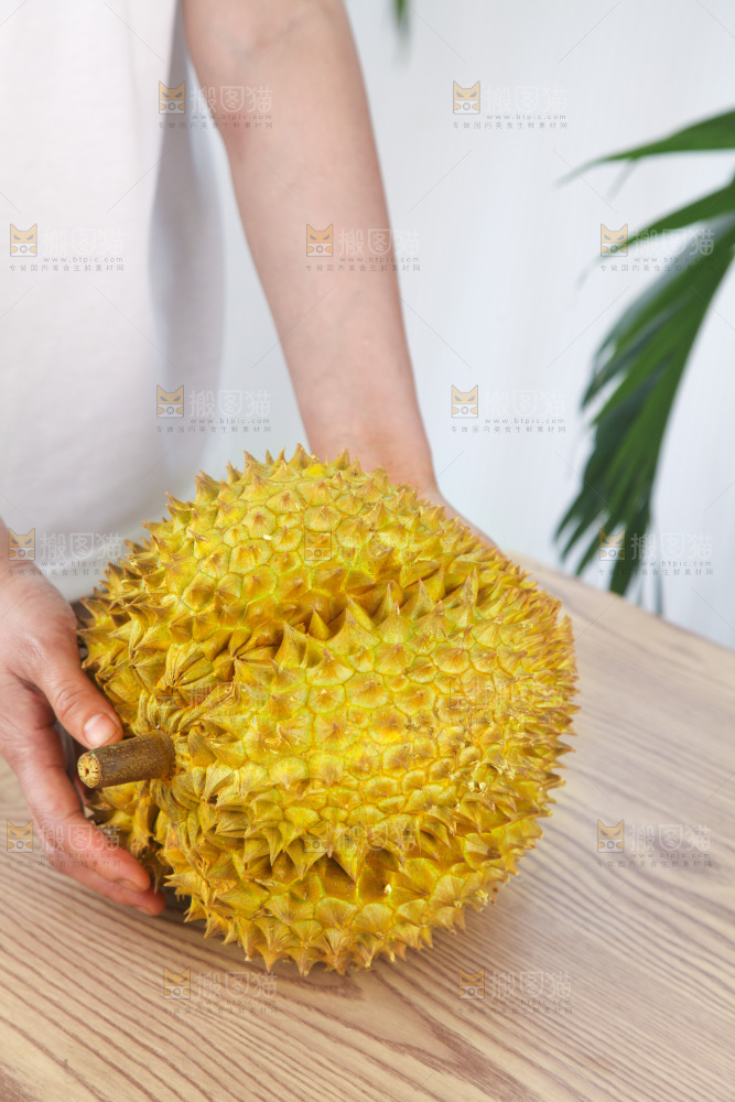 金枕榴莲