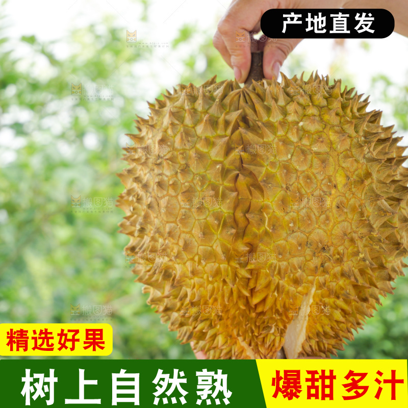 金枕榴莲