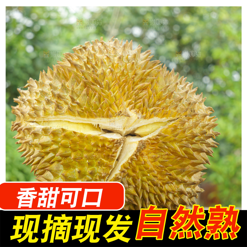 金枕榴莲