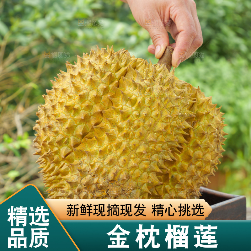 金枕榴莲