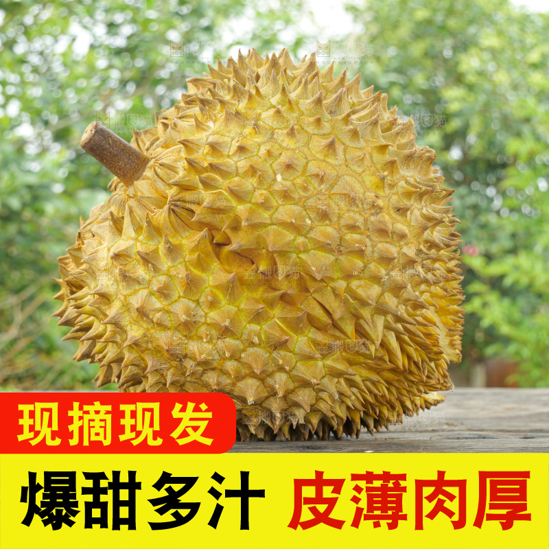 金枕榴莲