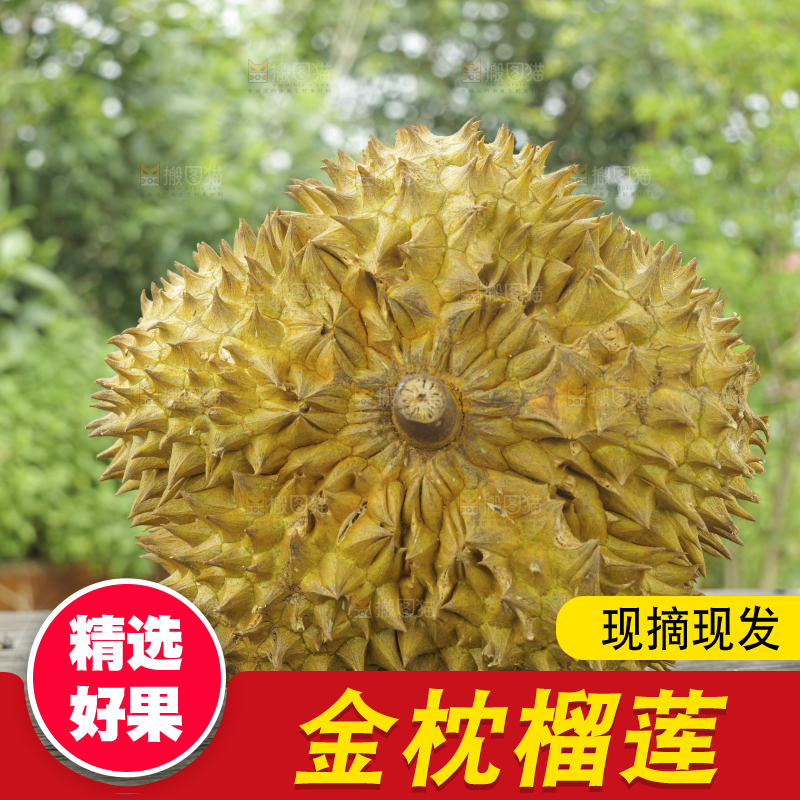金枕榴莲