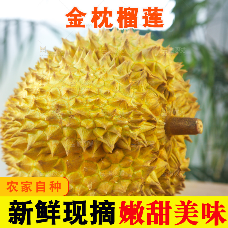 金枕榴莲