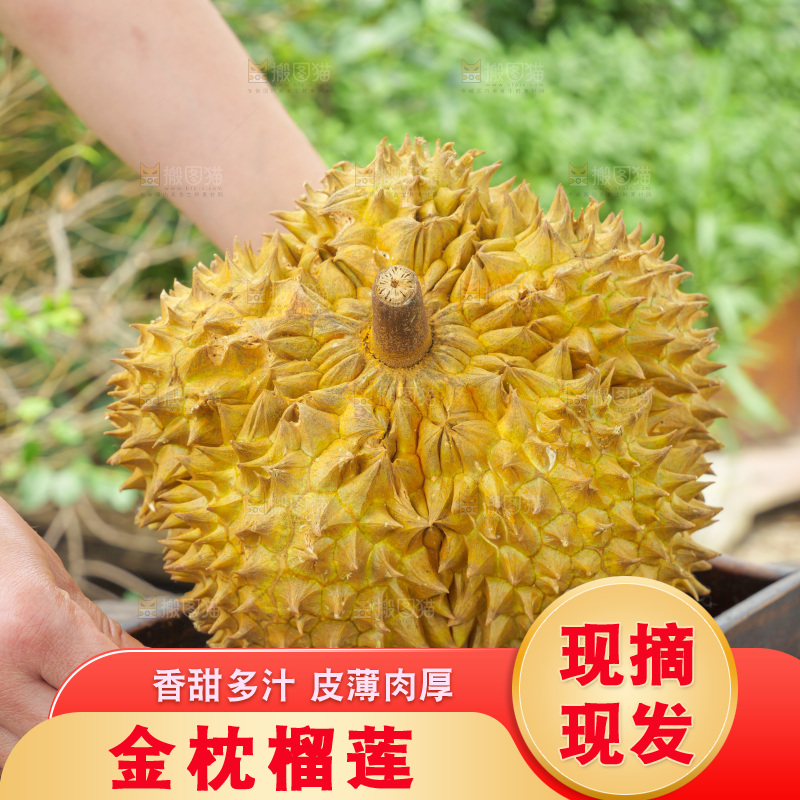 金枕榴莲