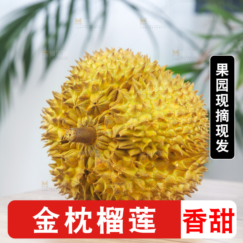 金枕榴莲