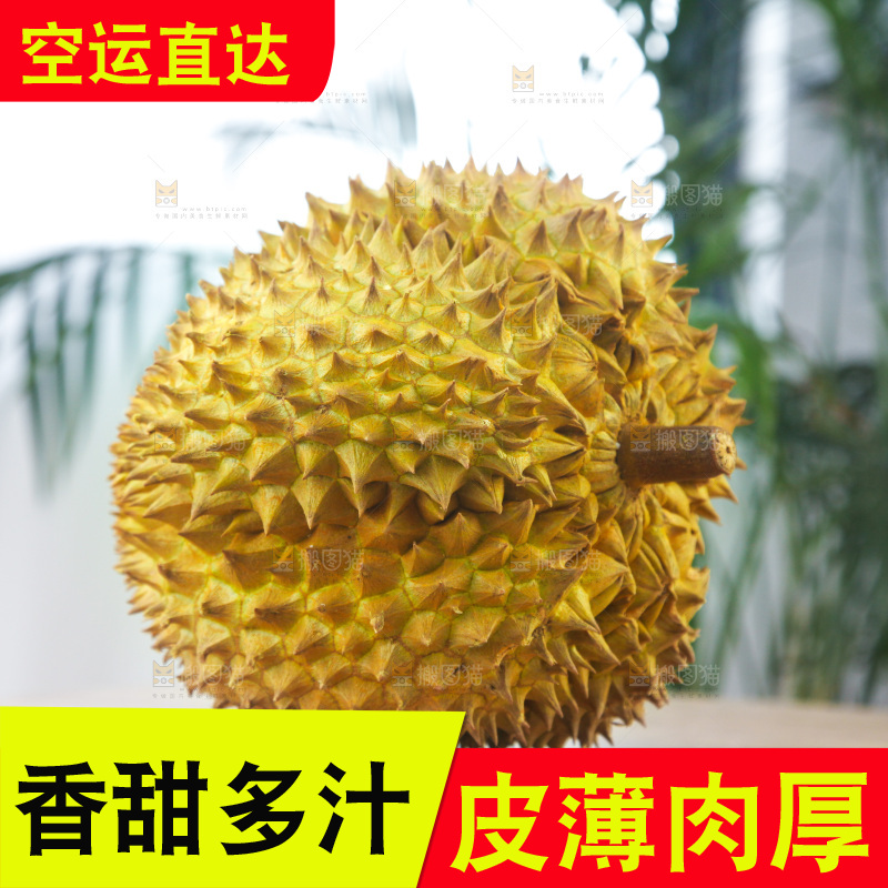 金枕榴莲