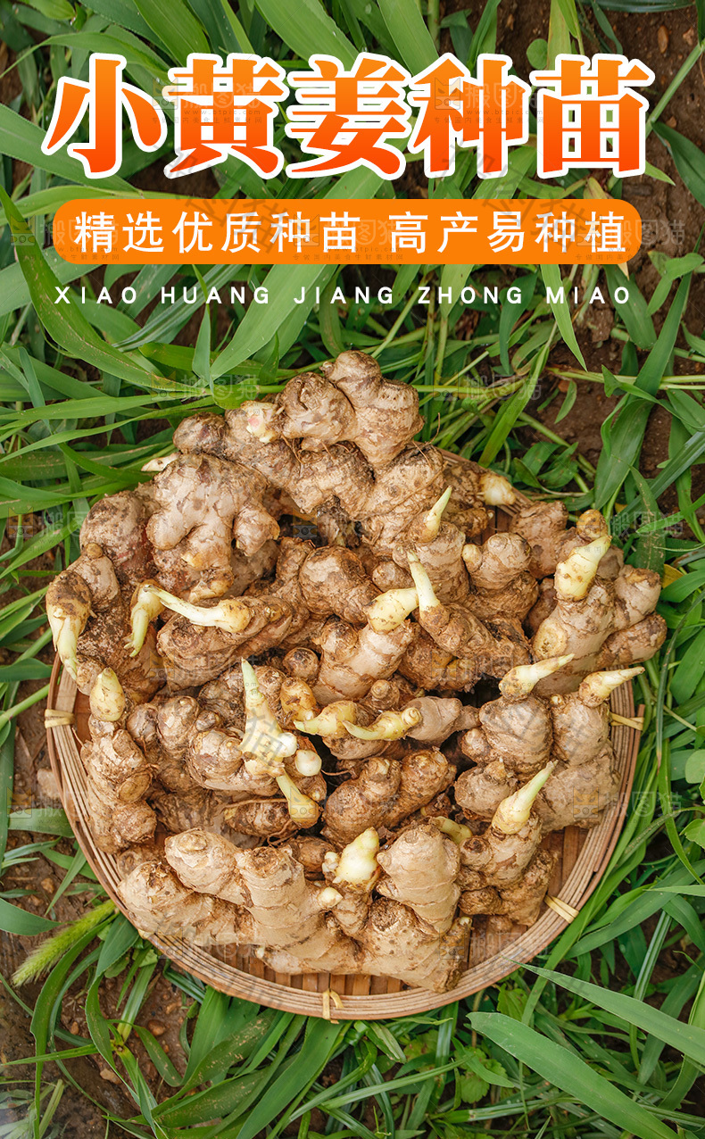 小黄姜种详情页