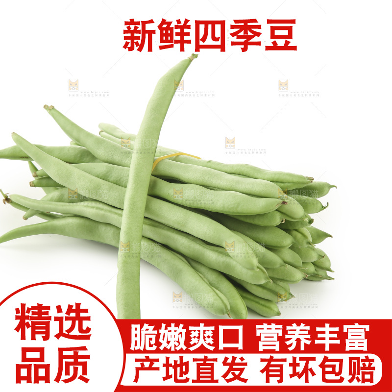 四季豆