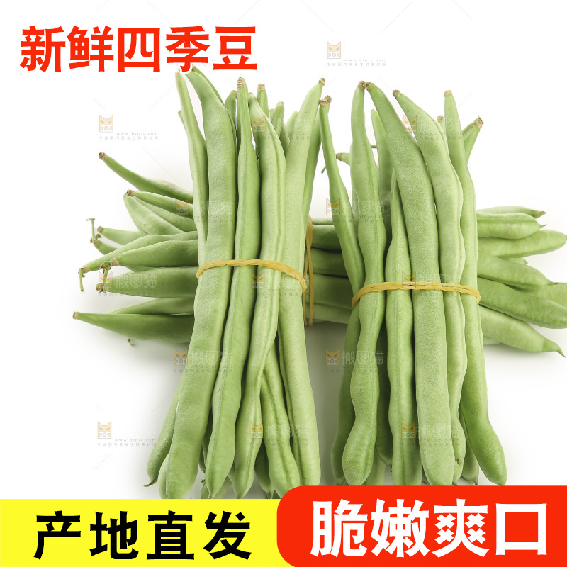 四季豆