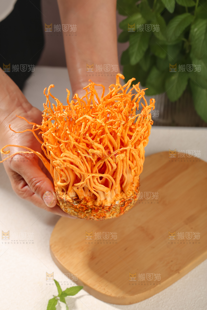 虫草花