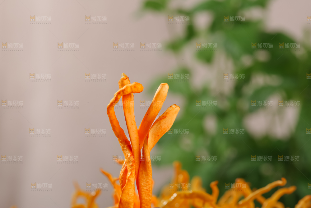 虫草花