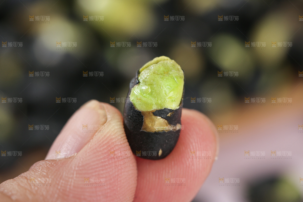 黑豆