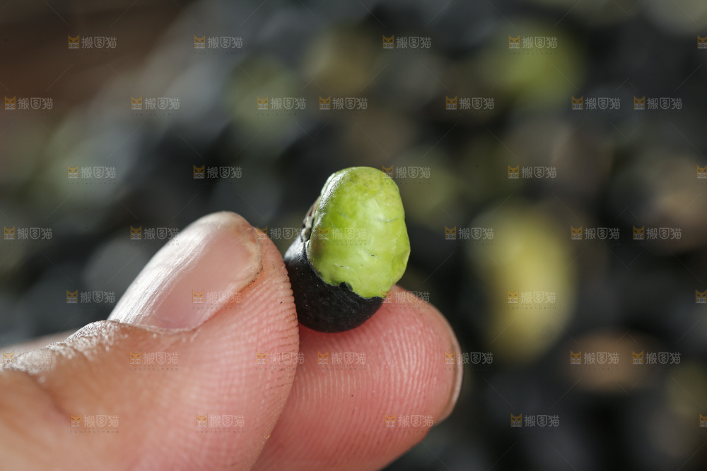 黑豆