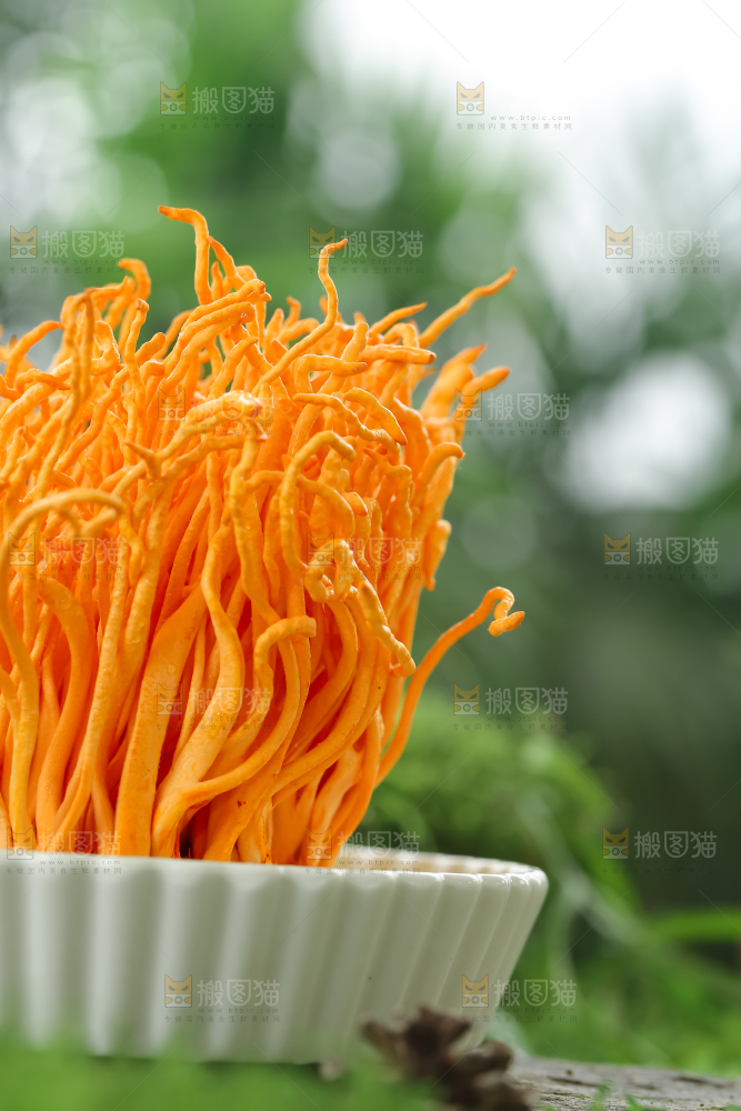 虫草花