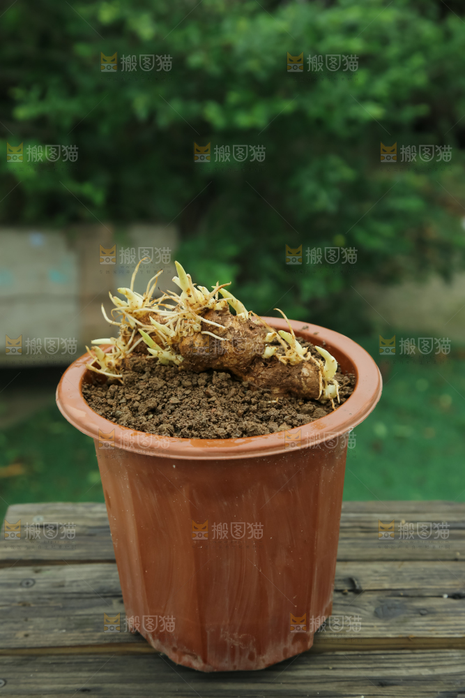姜种