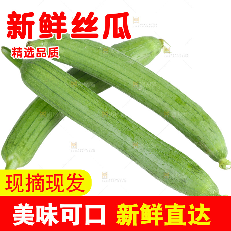 丝瓜