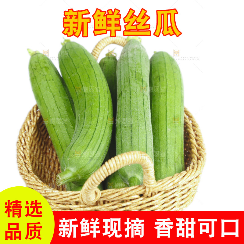丝瓜