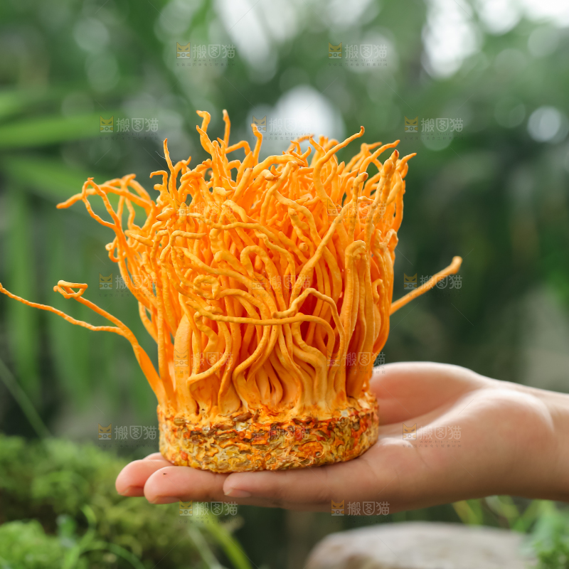 虫草花