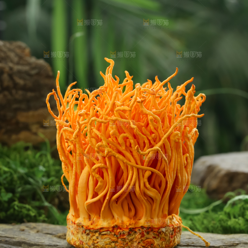 虫草花