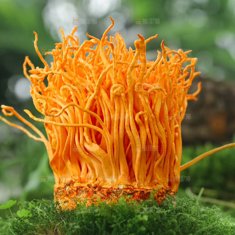 虫草花