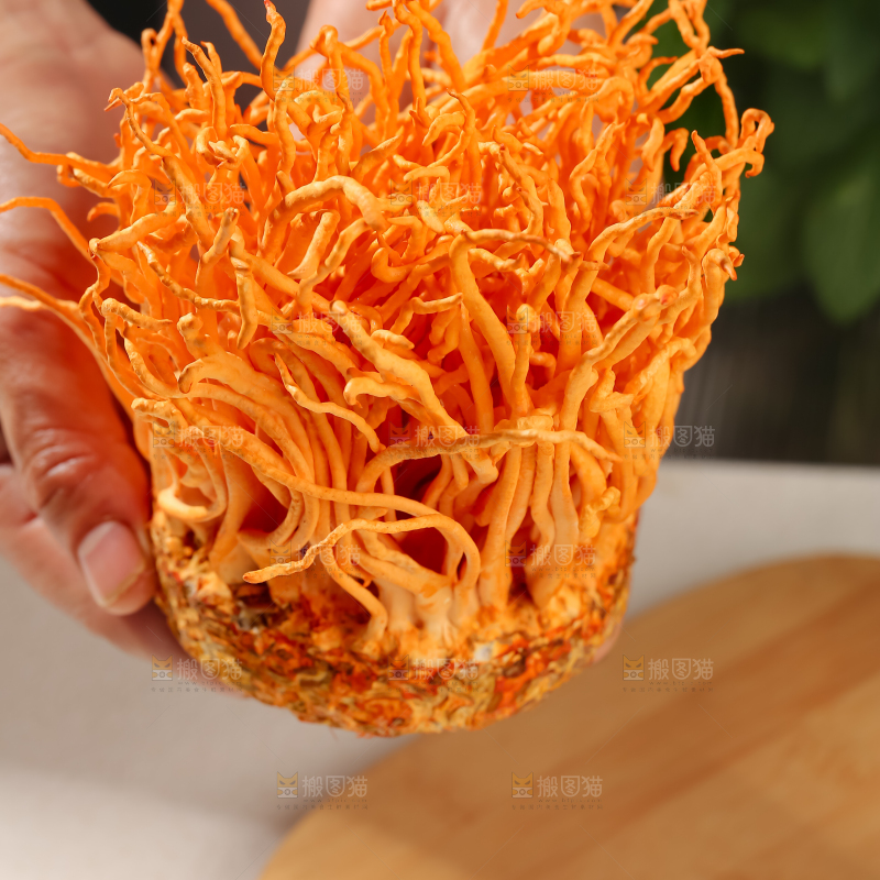 虫草花