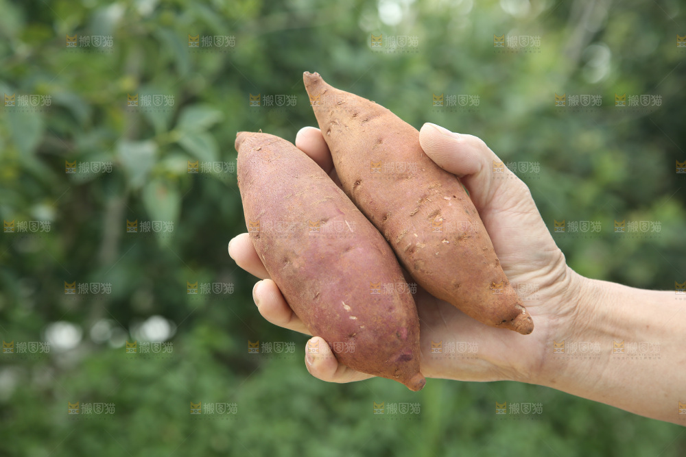 榴莲蜜薯