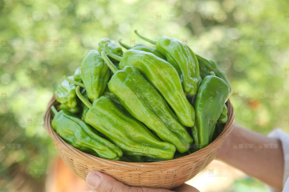 青椒