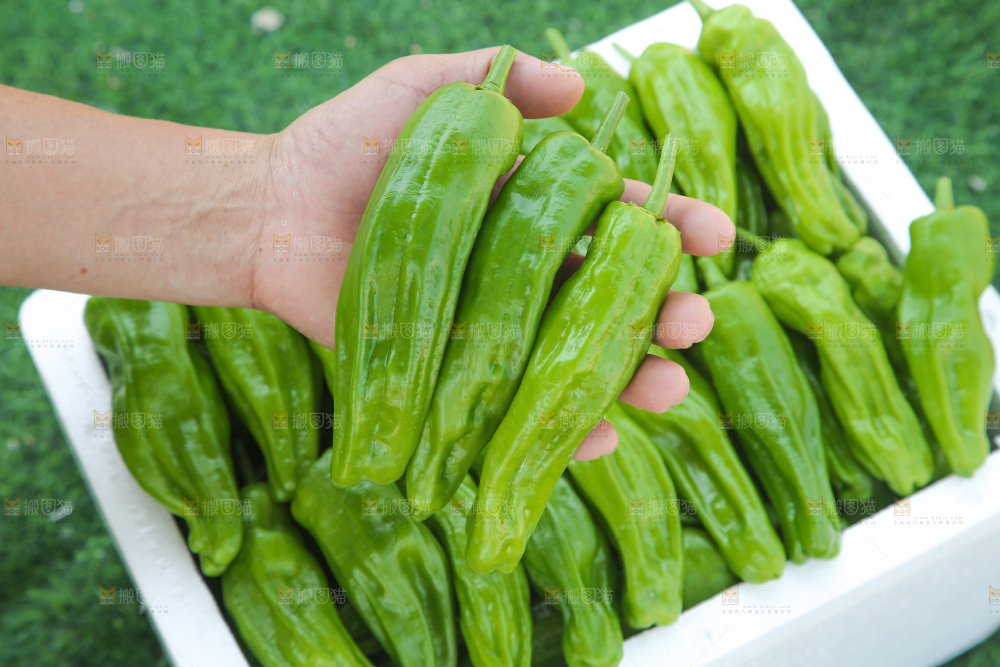 青椒