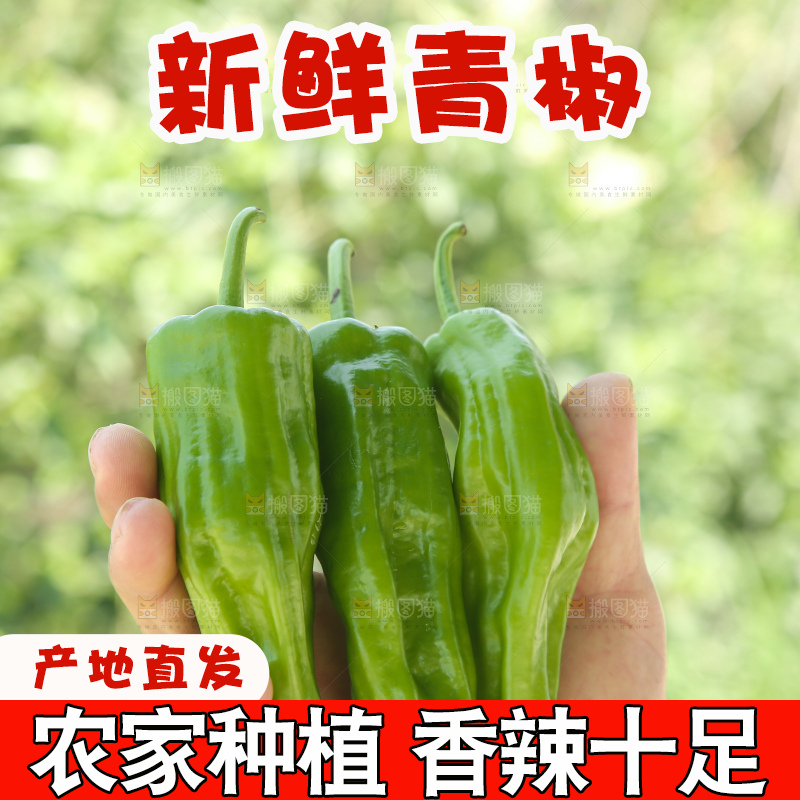 青椒