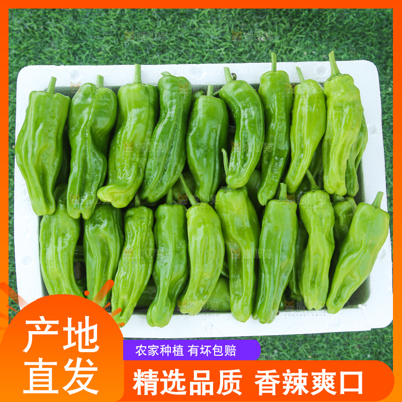 青椒