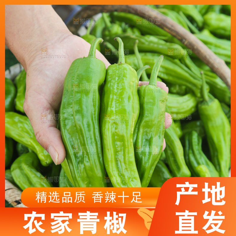 青椒
