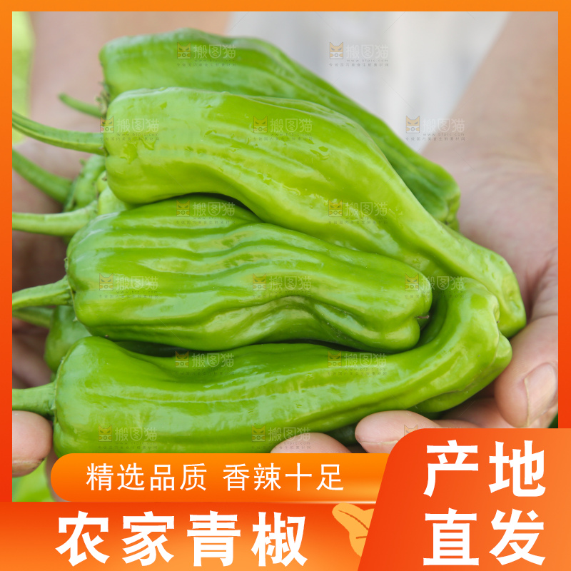 青椒