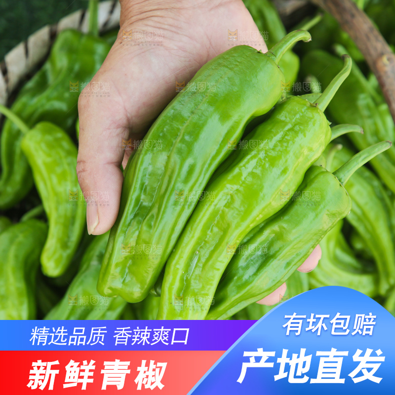 青椒