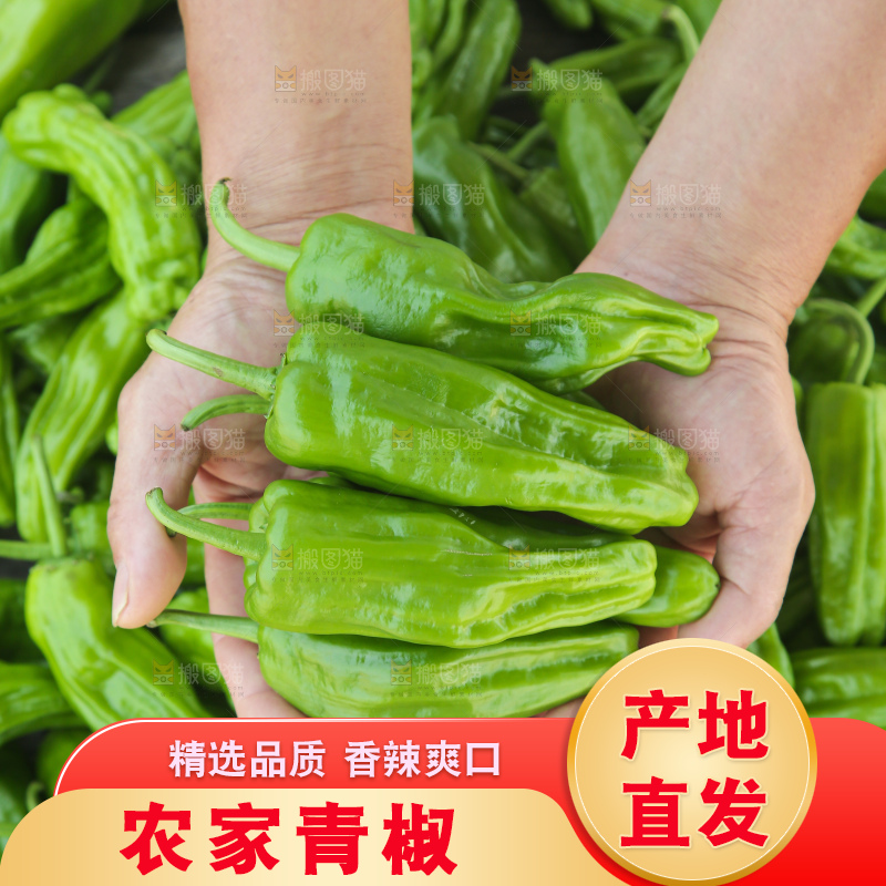 青椒