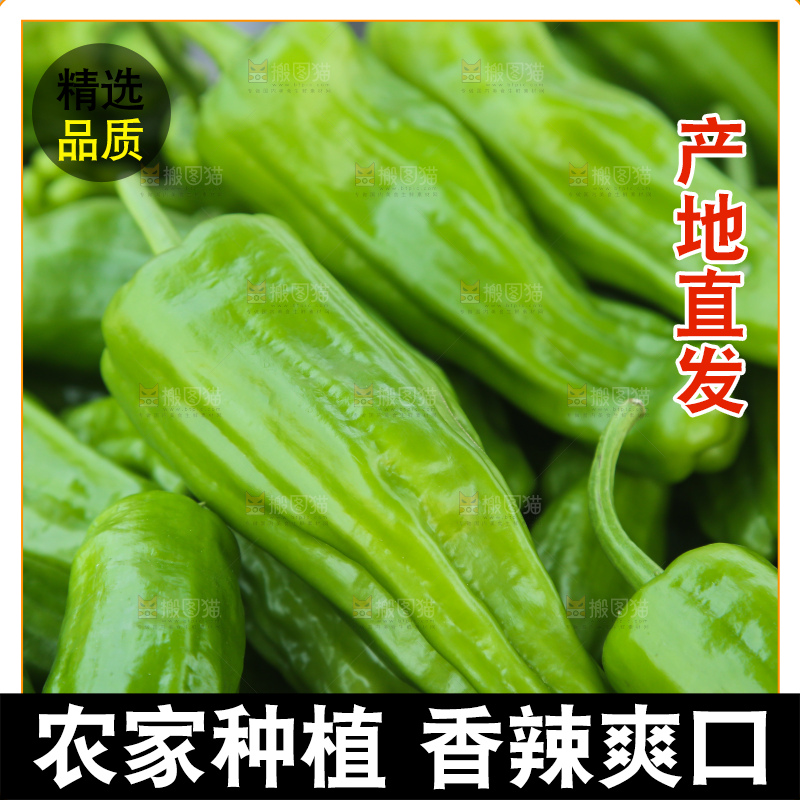 青椒