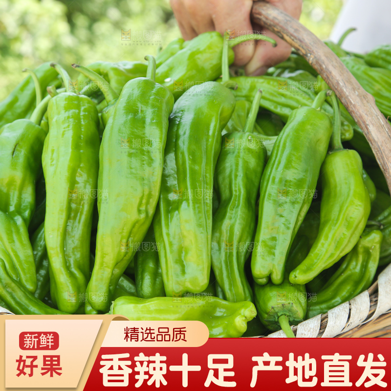 青椒