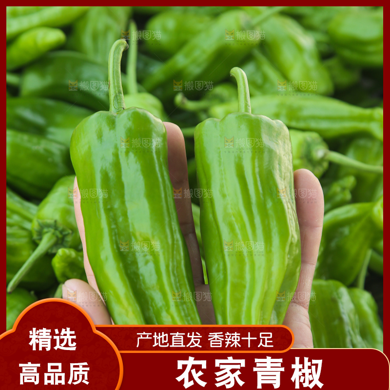 青椒