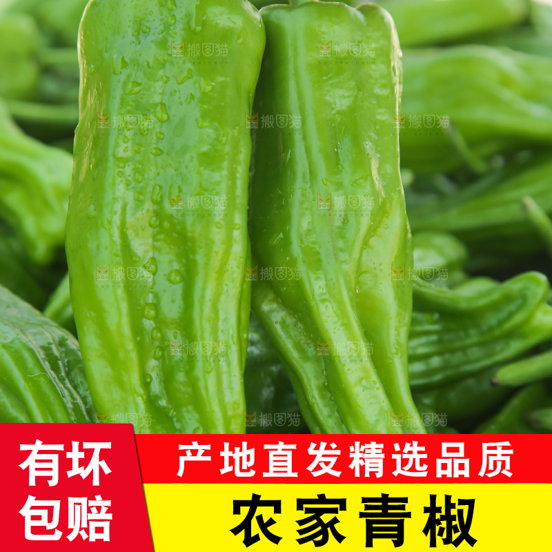 青椒